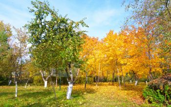 Акварели Осень День Фруктовый сад Яблоня 2